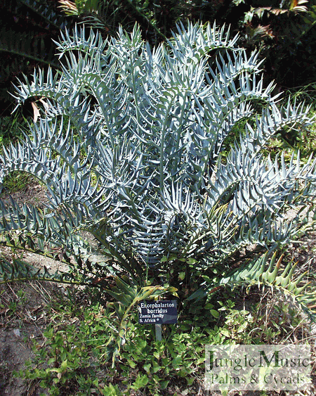 Encephalartos horridus